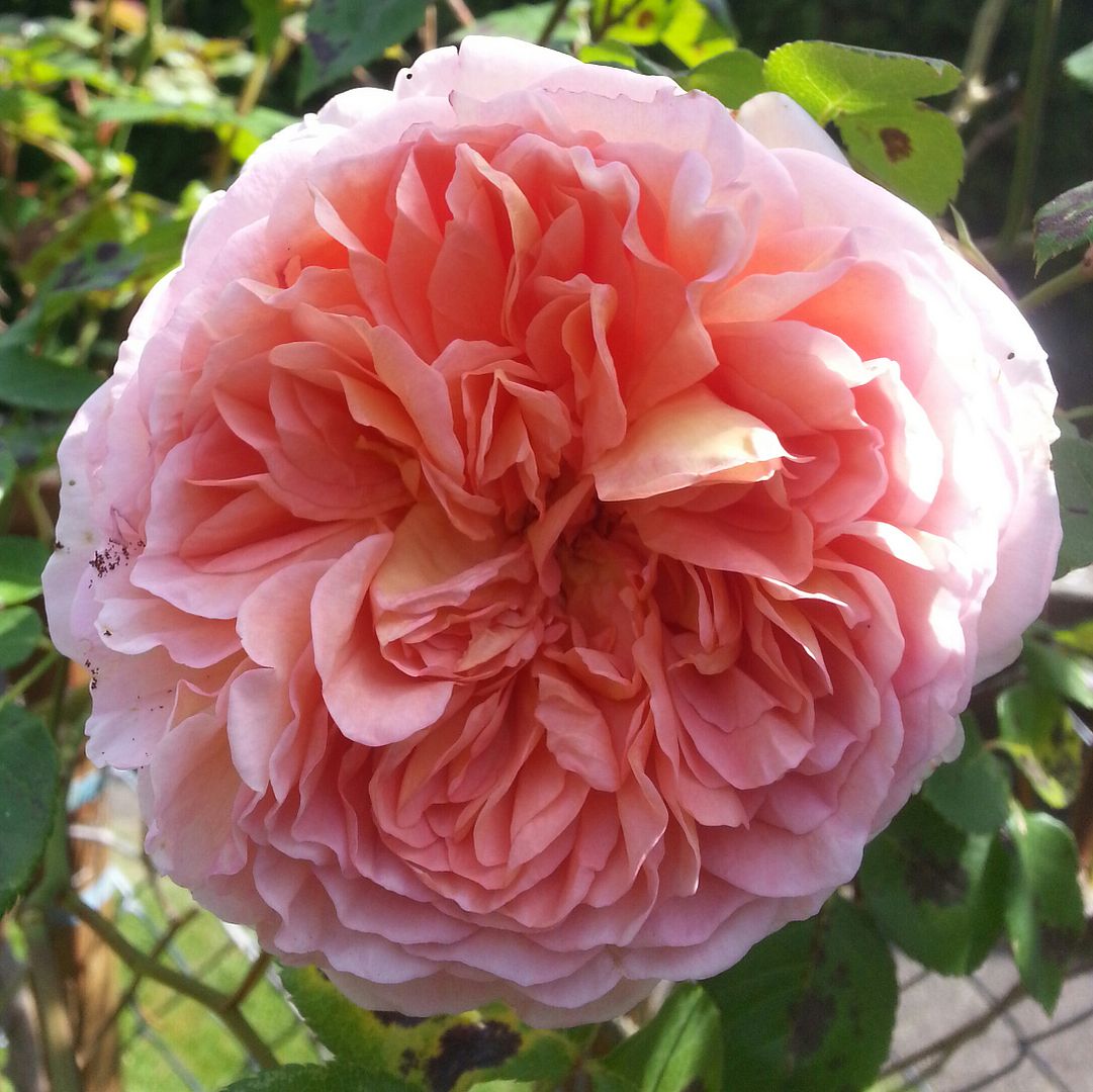  photo 20140704_102705-1_zpsj06yew96.jpg